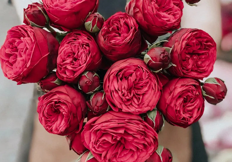 peonies Getting to know your BOXT profile